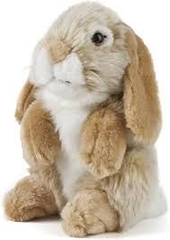 Lop Eared Rabbit