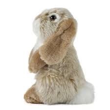 Lop Eared Rabbit