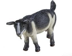 Safari Pygmy Nanny Goat