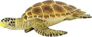 Safari Loggerhead Turtle