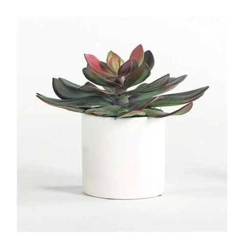 Small Burgundy Succulent-White Cylinder-8x8x8