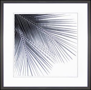 Grey Palms IV-35x35