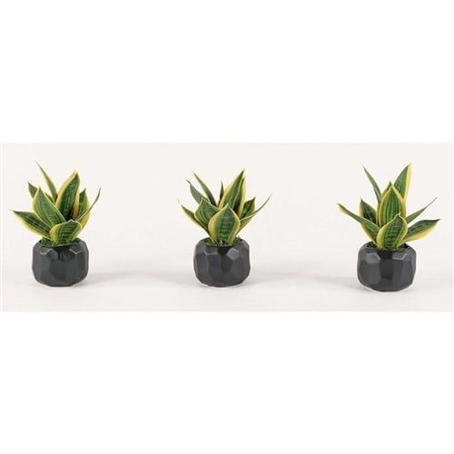 Variegated Sansevieria-Black-7x7x8