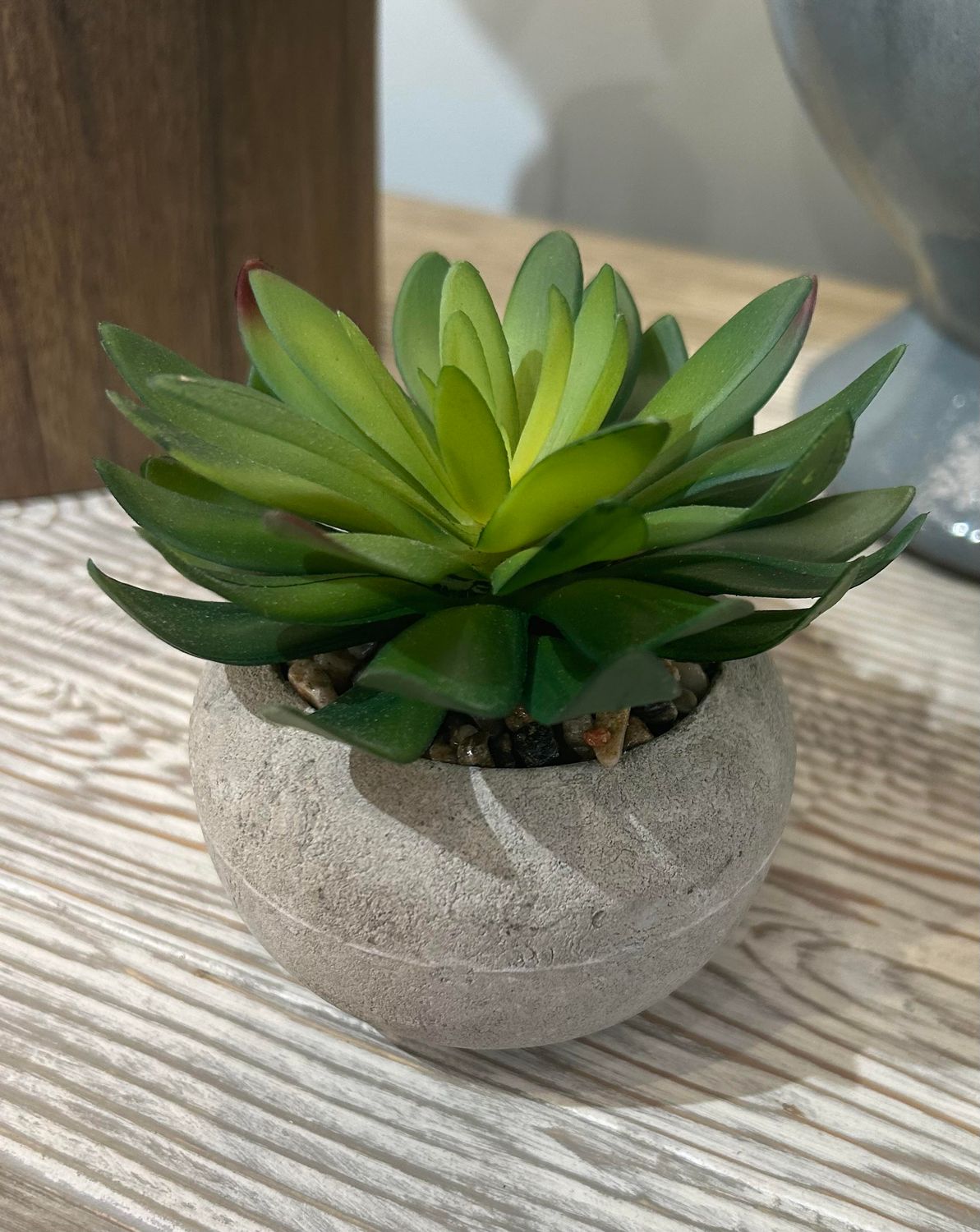 Succulent in Stone Like Pot 5 x 5 x 4.3 in