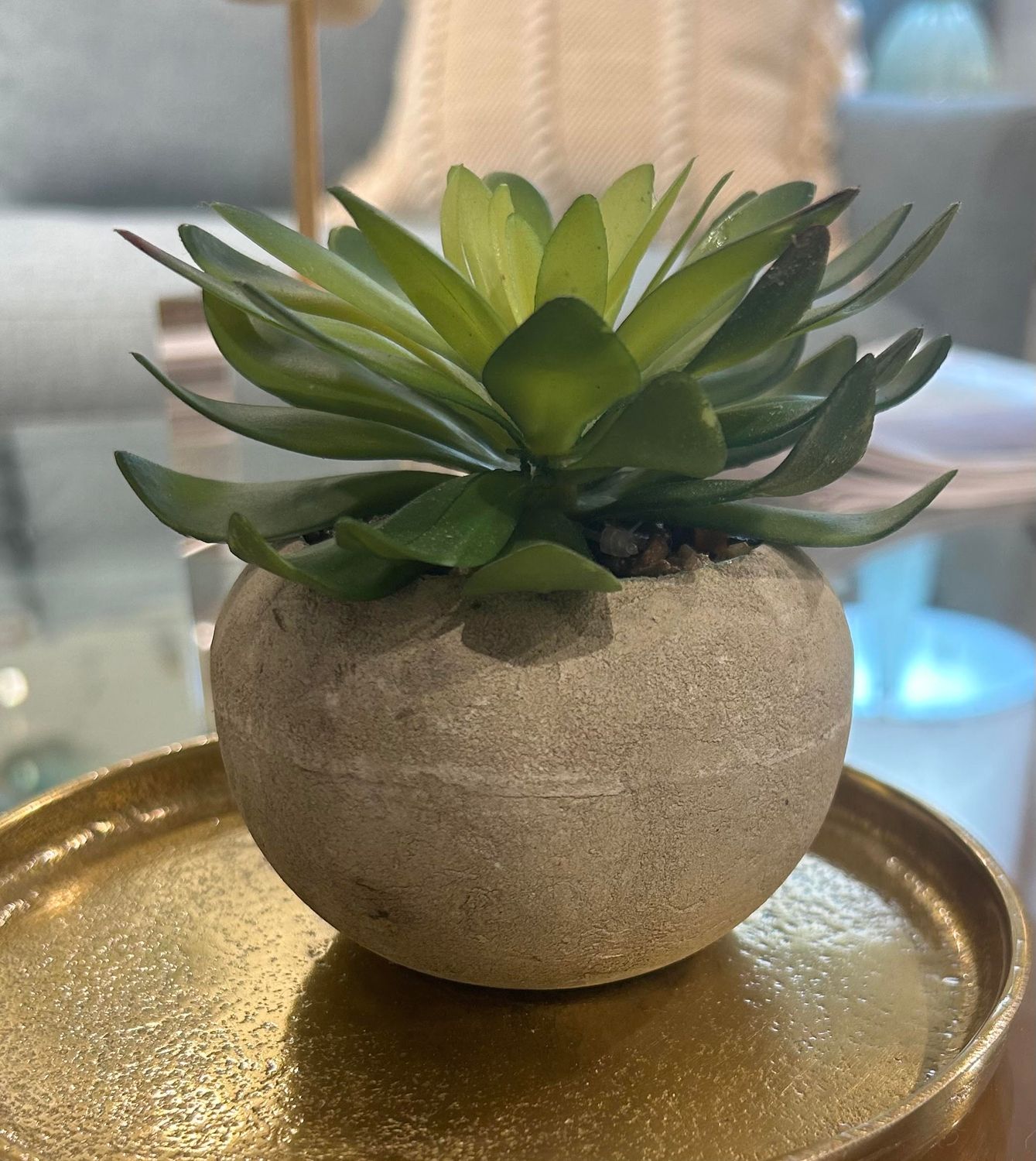 Succulent in Stone Like Pot 5 x 5 x 4.3 in