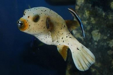 Dogface Puffer MD