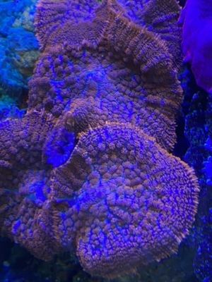 Lava Orange Indo Mushrooms