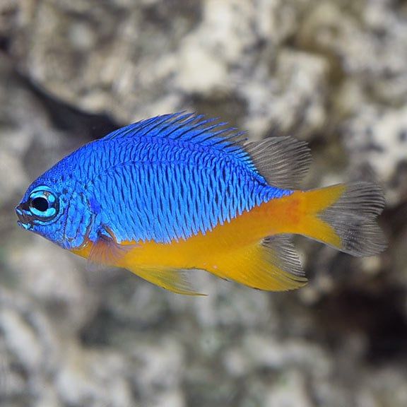 Yellow Tail Damsel