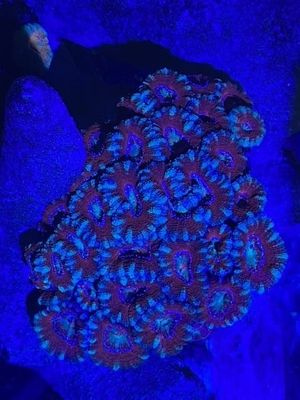Aussie Acans