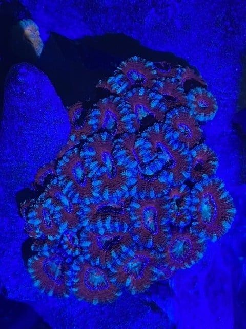 Aussie Acans