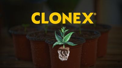 Clonex