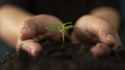 Soil &amp; Soiless