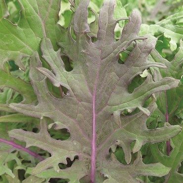Kale Red Russian
