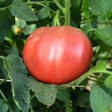 Tomato Cherokee Purple 200 mg Packet