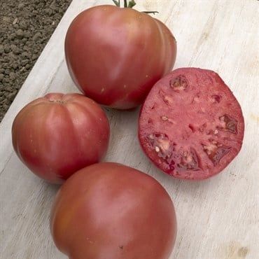 Tomato Brandywine Pink 200 mg Packet