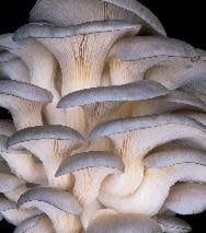 Gray Oyster Mushroom Kit