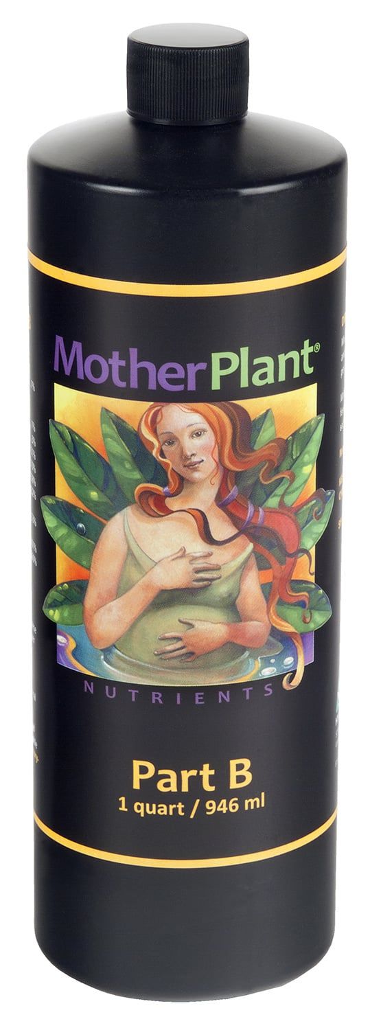 Mother Plant B,  Quart