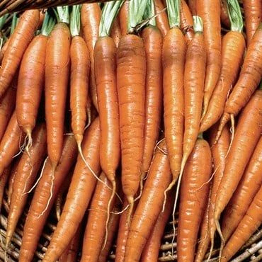Carrot Tendersweet - 2.7g