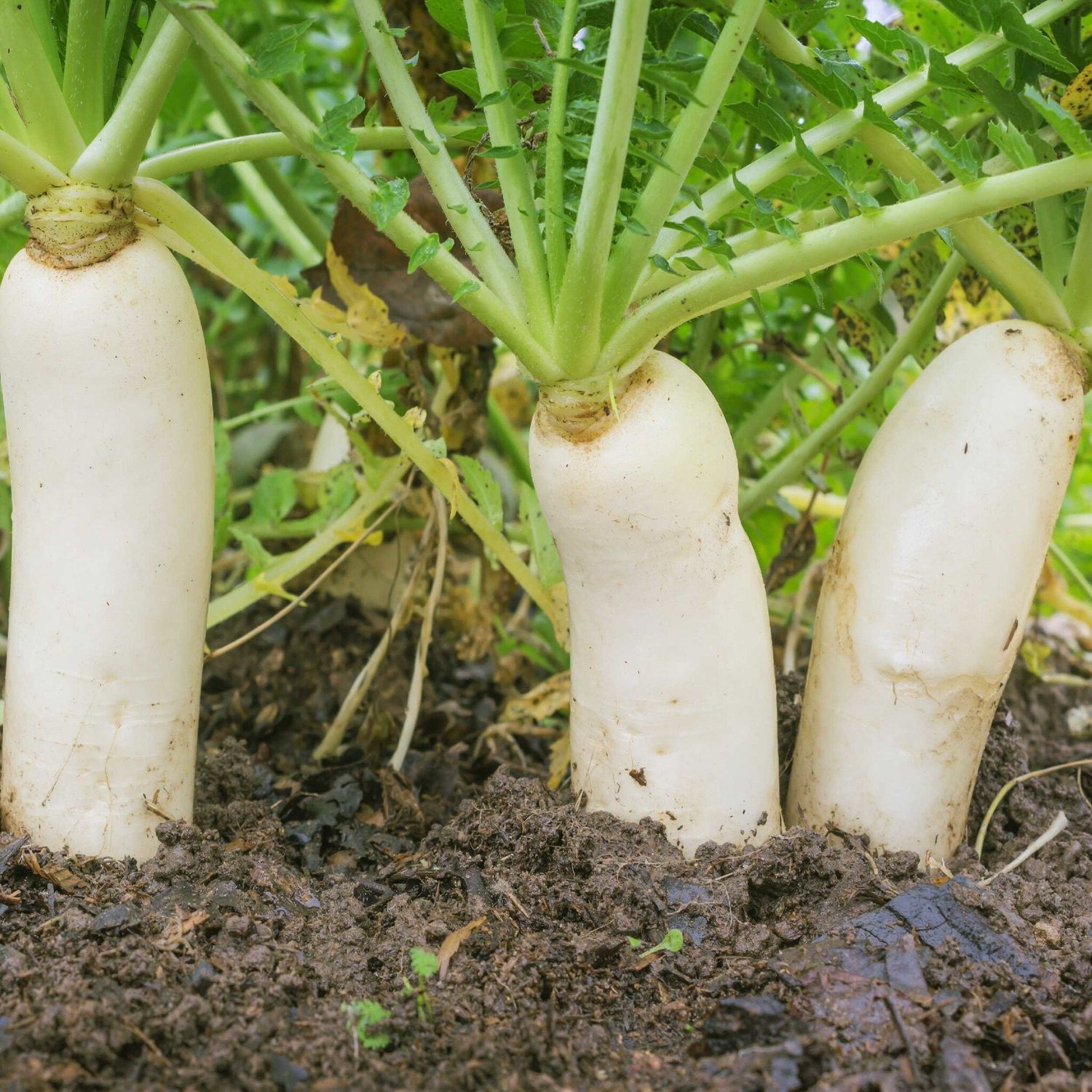Radish Chinese Daikon 35g