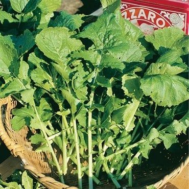 ARUGULA Seeds 15 Grams