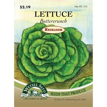 Heirloom Buttercrunch Lettuce