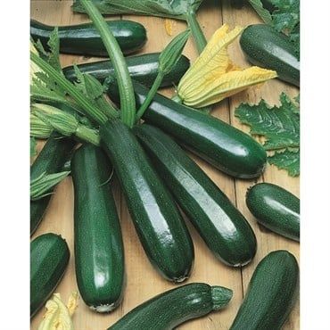 ORGANIC BLK ZUCCHINI SQUASH 3G PKT
