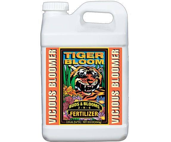 Tiger Bloom
