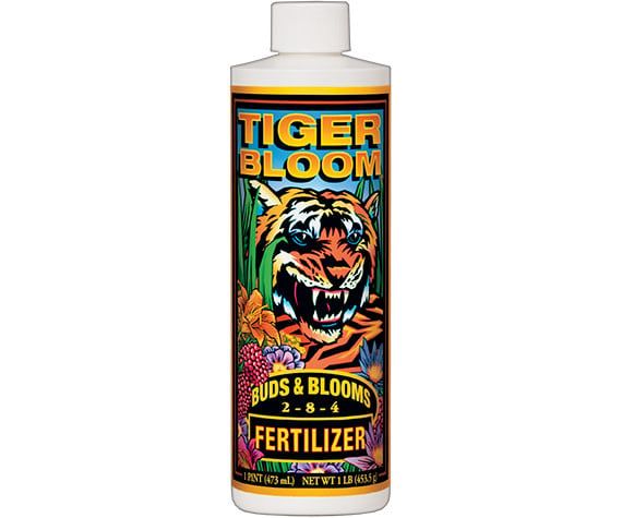 Tiger Bloom, Size: 1 PT
