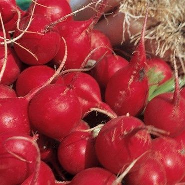 Radish Seeds 4G