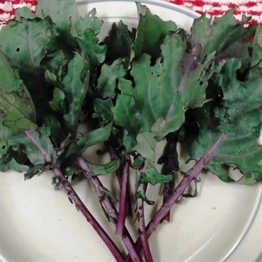 Microgreens Red Russian Kale 1oz