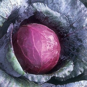 CABBAGE RED ACRE 1 oz.