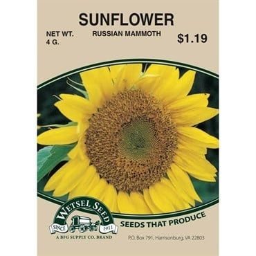 SUNFLOWER RUSSIAN MAMMOTH 4 GRAM
