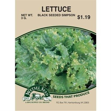 Lettuce Black Seeded Simpson 3G