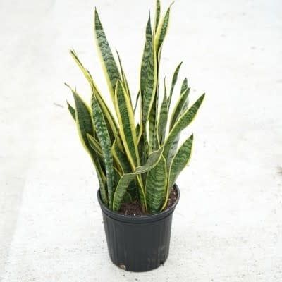 8&quot; Sansevieria tri. var. laurentii -Snake Plant