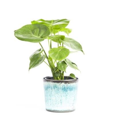 6&quot; Philodendron Monstera - swiss cheese plant