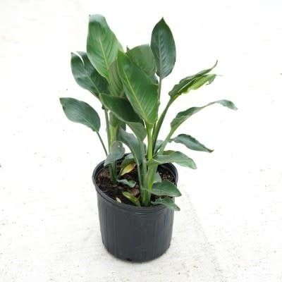 10&quot; Bird of Paradise Reginae