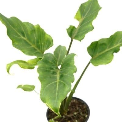 4&quot; Philodendron &#39;Xanadu&#39;