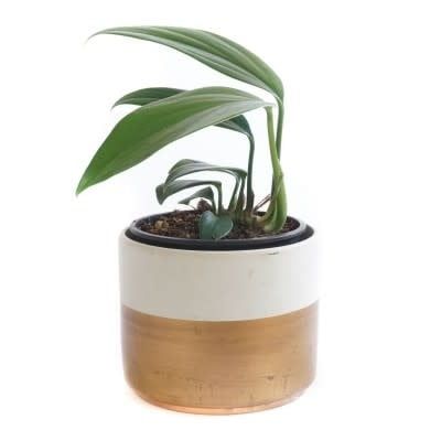 RHAPHIDOPHORA DECURSIVA 6&quot; dragon tail