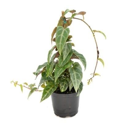 4&quot; Parthenocissus amazonica - stake | Jungle Vine