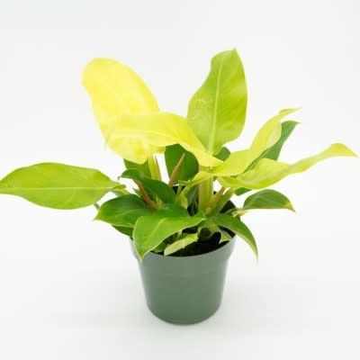 6&quot; Philodendron &#39;Moonlight&#39;