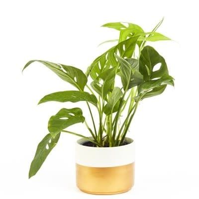 6&quot; Philodendron Swiss Cheese