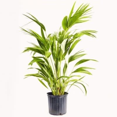 10&quot; Chinese Fan Palm