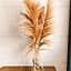 Boho pampas grass, beige, natural fluffy, large.