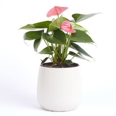 ANTHURIUM FLOWERING - RED 4&quot;