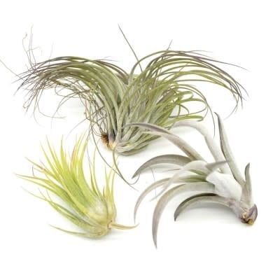 Air Plant  3in