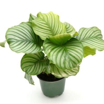 4&quot; Calathea roseopicta | Prayer Plant &quot;dottie&quot;