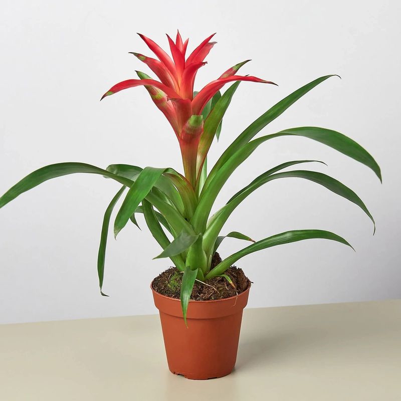 Bromeliad - Pink 4&quot;