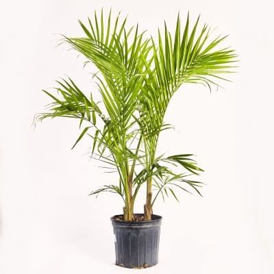 10&quot; Majesty Palm