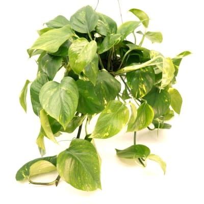 6&quot; Pothos Gold - HB
