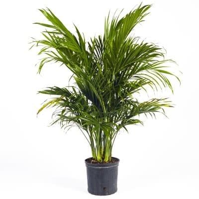 chamaedorea cataractarum